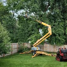 Best Root Management and Removal  in Desert Palms, CA