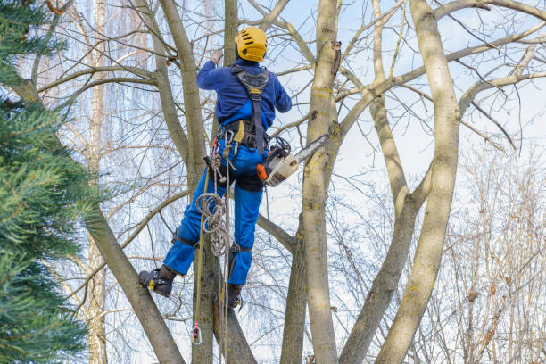 Best Commercial Tree Services  in Desert Palms, CA