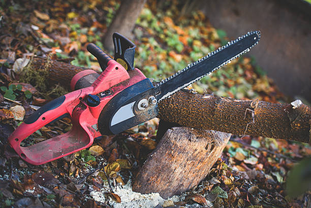 Professional Tree Care in Desert Palms, CA